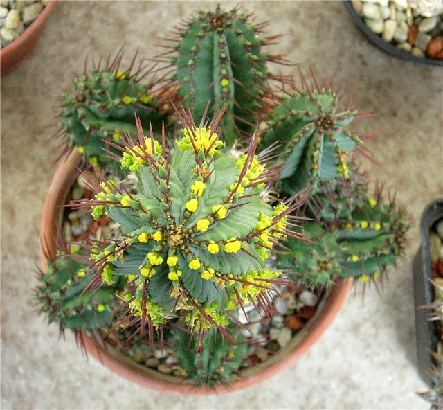 euphorbia  fruticosa 